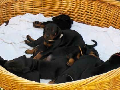 Dobermannwelpen