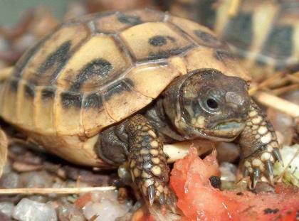 Griechische Landschildkröten zu verkaufen