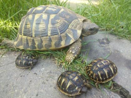 Landschildkröte hermanni hermanni NZ 2021