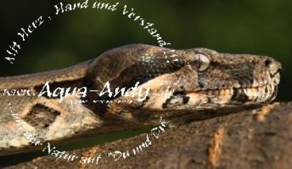 Boa constrictor