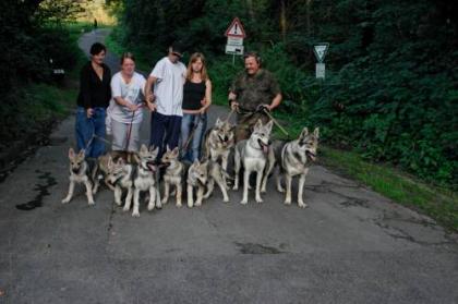 Sehr selten Tschechoslowakischer Wolfshund