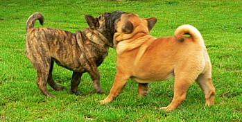 SHAR PEI mixen HUNDINEN