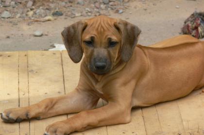 Rhodesian Ridgeback Hündin