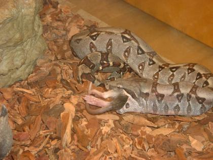 Boa Constrictor C. Nachzuchten abzugeben