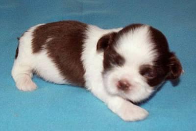 Süße Shih Tzu Welpen