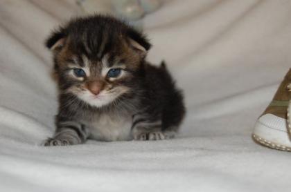 Mainecoon-Babys aus Hobbyzucht suchen neues Zuhause