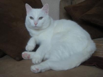 Albino Katze taub, 2 jahre alt sucht ein neues zuhause.