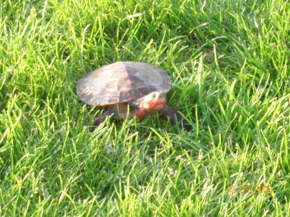 Wasserschildkröte Cinderella sucht ein neues zu hause