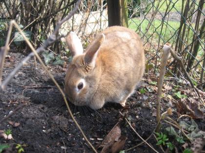 Suche männliches 3-7 Jahre altes Kaninchen