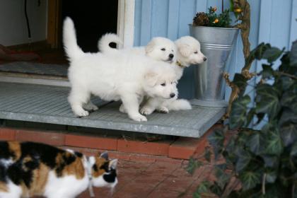 Weisser Schäferhund Welpen