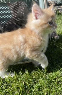 Kitten-Norwegische Waldkater Kitten