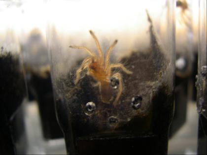 Grammostola rosea Vogelspinne