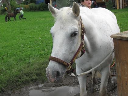 Biete reitbeteiligung