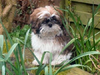 Süsser Shih Tzu Rüde