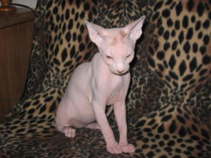 Canadische Sphynx, Luxus Katzenbabys mit Papiere