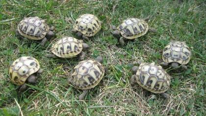 Süß Griechische Landschildkröten