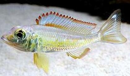 Callochromis pleurospilus F1