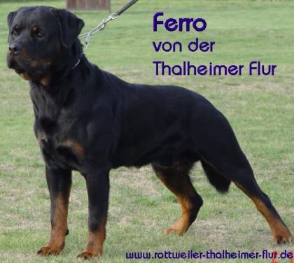 Rottweilerwelpe Hündin