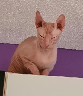 Don Sphynx mit Stammbaum