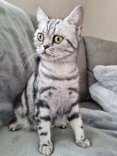 BKH Silver Tabby Kitten Reinrassig