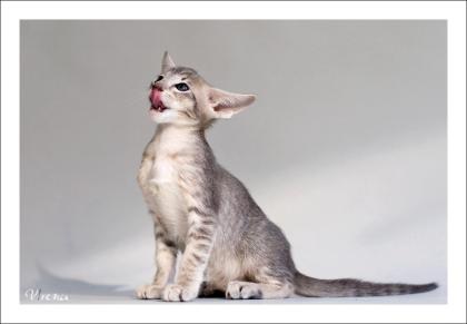 Kleiner OKH-Kater in Blau-Silber sucht neues Zuhause