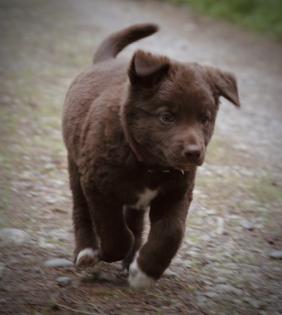 BORADOR Welpen Border Collie und Labrador Retriever Mix