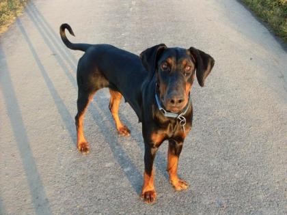 Wunderschöne Liebe Dobermannhündin