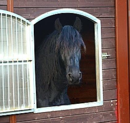 Reitbeteiligung auf Friesenwallach zu vergeben