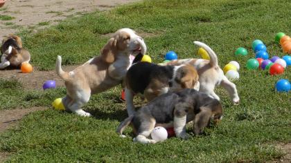 Entzückende Beagle Welpen mit Papiere suchen ein zuhause whatsapp Nummer 43676