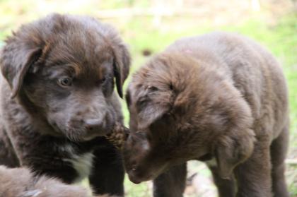 BORADOR Welpen Border Collie und Labrador Retriever Mix