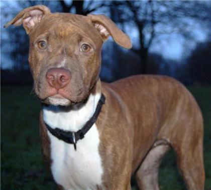 RED NOSE AMERICAN PITBULL HÜNDIN