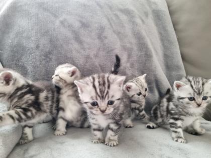 BKH Silver Tabby Kitten Reinrassig