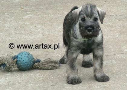 P/s Mittelschnauzer Welpe