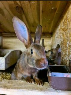 Hasenkaninchen rotbraun/Lohfarbig