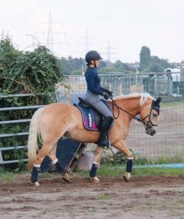 Zuverlässige Reiterin sucht Reitbeteiligung