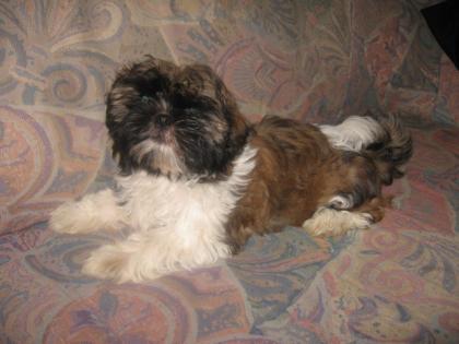 Shih-tzu welpen tricolor