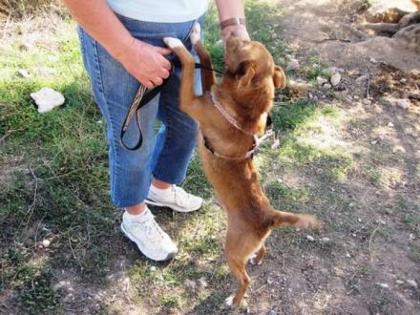 Coki, 2-3 J, toller Familienhund sucht Anschluss