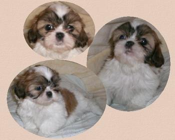 Shih Tzu