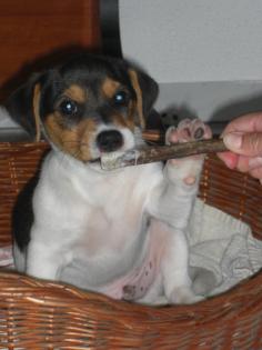 Jack russell Terrier