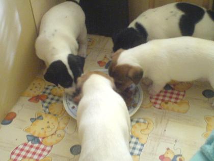 Reizende Jack Russel Welpen