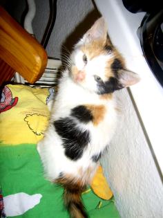 Tricolor Hauskatzenbabys in liebevolle Hände abzugeben