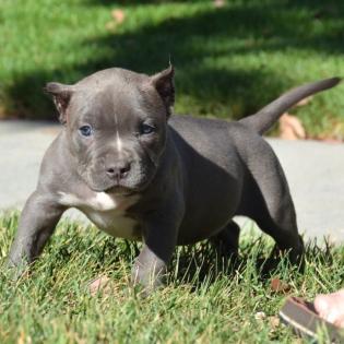 American Pitbull Terrier Blue-Line Welpen