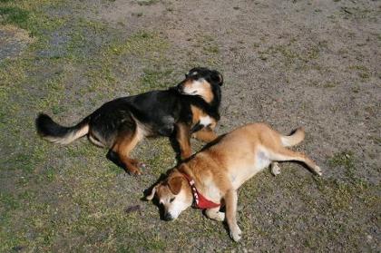 Biete Urlaubsbetreuung für Ihren Hund/e an.