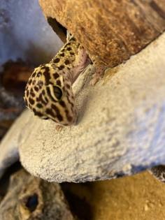 Leopardgeckos mit Terrarium