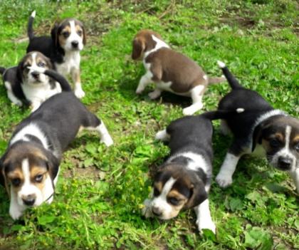 Erhältlich Weihnachten Beagle Welpen mit Papiere suchen ein zuhause whatsapp Num