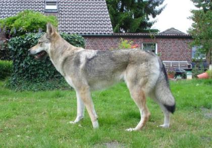 Tschechoslowakischer Wolfshund Welpen