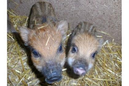 Die letzten 2 microschweinchen abzugeben