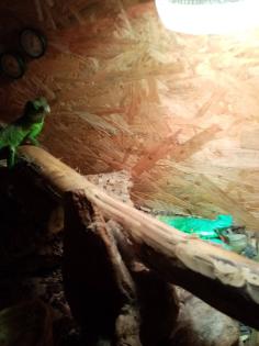 Zwei wasseragame Handzahm