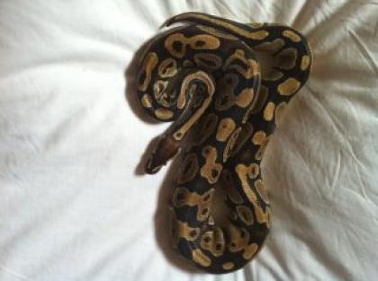 Python regius het for Piebald 100