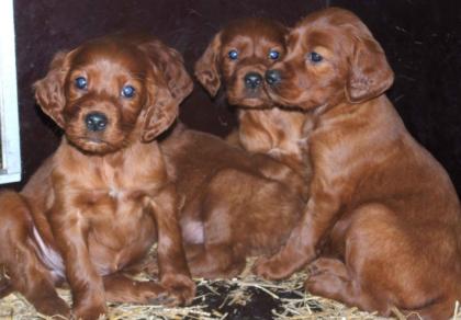 Irish Red Setter Jungrüde und Welpen abzugeben